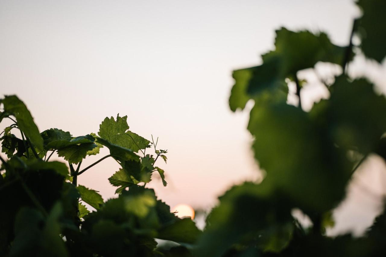 Weinzuhause Hotel-Restaurant-Vinothek Mommenheim Εξωτερικό φωτογραφία